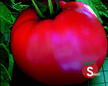 Goliath Original Hybrid Tomato Seeds